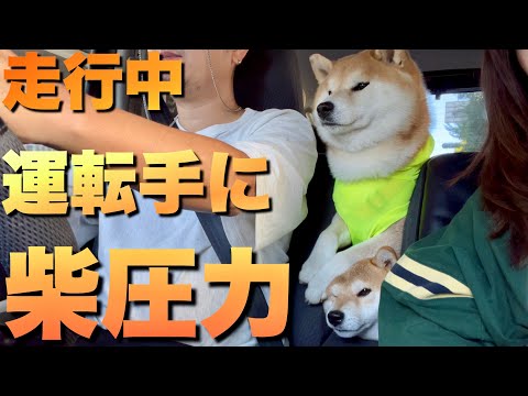 柴犬兄妹が匂いに誘われて運転席を探検する動画 サムネイル