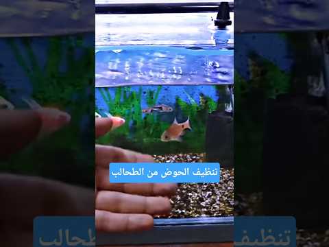 تنظيف الحوض من الطحالب