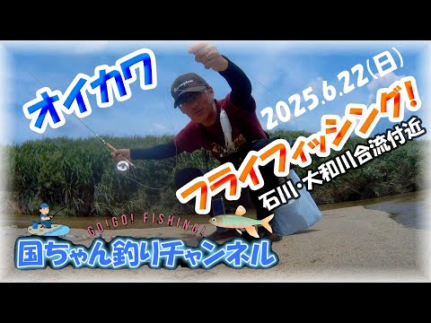 【6月・オイカワフライフィッシング】ヤバい!大和川は釣れないけど、石川に移動したら釣れた!?婚姻色もそろそろ・・・自作グリズリーハックルでトップに出るシーンはとっても楽しいよ!MAXCATCH