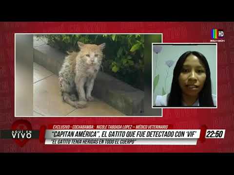 Capitán América, el gato con sida felino en Cochabamba
