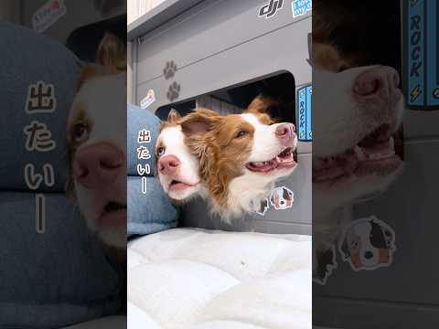 出れなくてひかえめに助けを求める犬が可愛いすぎる😂【ボーダーコリー・オーストラリアンシェパード】#shorts