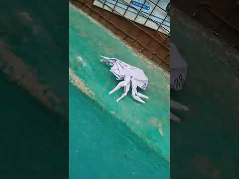 origami spider🕷#origami #diy #animalart #insects #entertainment #nature #spider #origamispider