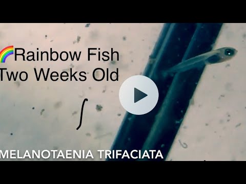 Two Week Old Gary Lange Rainbow Fish Mr. Lange spoke at our fish club, The San Francisco Aquarium Society this month. He brought rainbow 