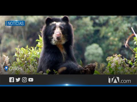 Programas de conservación del oso de anteojos en las comunidades