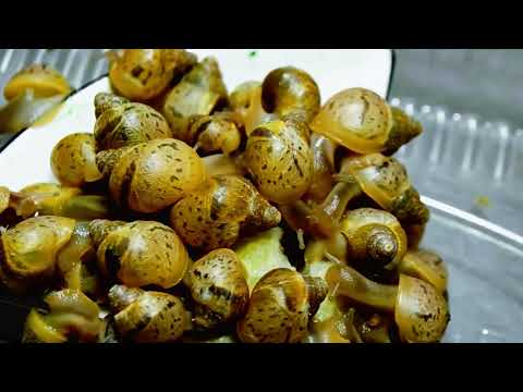 Relaxing Video of Baby Snails Eating