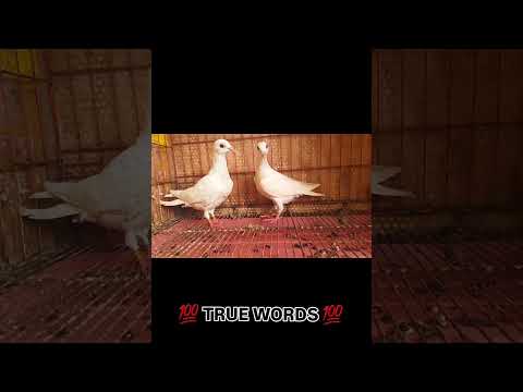 💯 TRUE WORDS 💯 #ganeloft039 #like #share #support #subscribe #youtube #youtube #trending