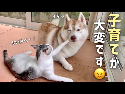 【子育てが大変です…】お風呂に入れられて疲れきってるのに猫に遊びに誘われるハスキー