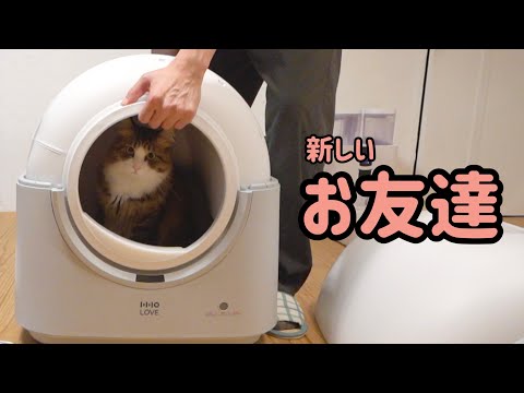 我が家に新しい仲間がやってきた!猫たちの新しいお友達 – HHOLOVE