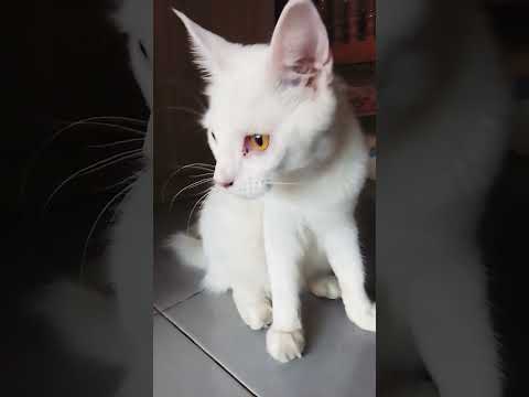 #โนนิ&ทิกเกอร์ทูนหัวของบ่าว😻💝💕🤣