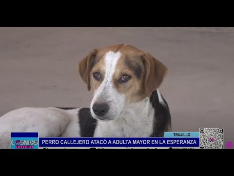 Trujillo: perro callejero atacó a adulta mayor en La Esperanza
