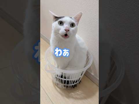 猫の動画サムネイル - チロさんが小さいカゴに入ってましたw #shorts