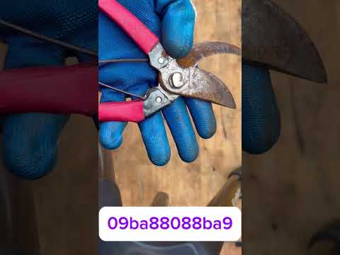 Guai lưu chia sẽ cùng ae đan nê nghệ thuật tạo tác bonsai #bonsai #bonsaiart #bonsaitools