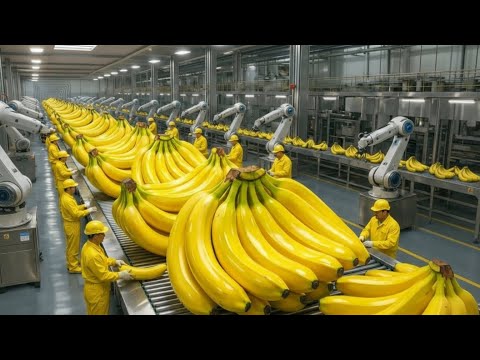 Inside the Banana Factory: From Farm-Fresh Bananas to Perfectly Crafted Desserts
