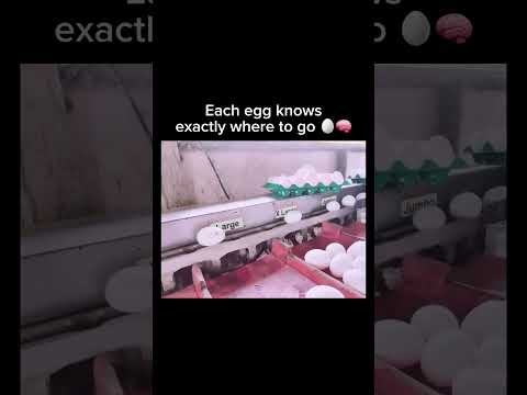 Each egg knows exactly where to go 🥚🧠How eggs get sorted by weight like magic 🥚🧠 #shorts