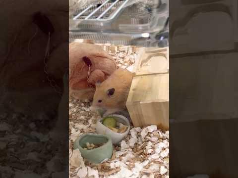 まるでトムとジェリーのようだ🐹🐹😺#shots #hamster #好きな子猫 #モフ猫 #ハムスター #子ネコ #cat #癒し #キンクマ #ロボロフスキー #ハチワレ #かわいい 、