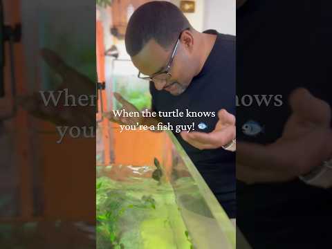 Turtle wanted to come AT me! 🐢🤣 #aquarium