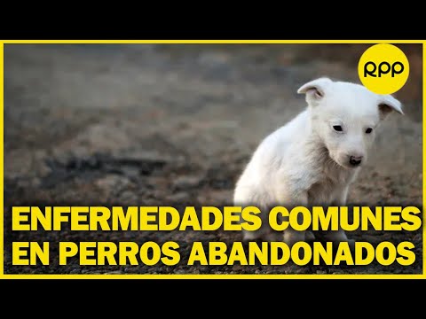 Perros abandonados: descubre las enfermedades más frecuentes en Perú