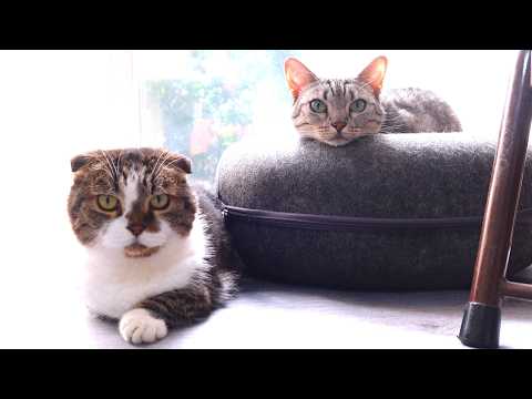 レオンは女子猫に監視されてるらしい!
