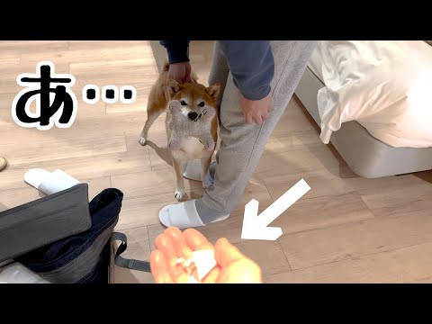 イタズラして叱られそうになった柴犬がとった行動とは！？【軽井沢旅行 vol.2】