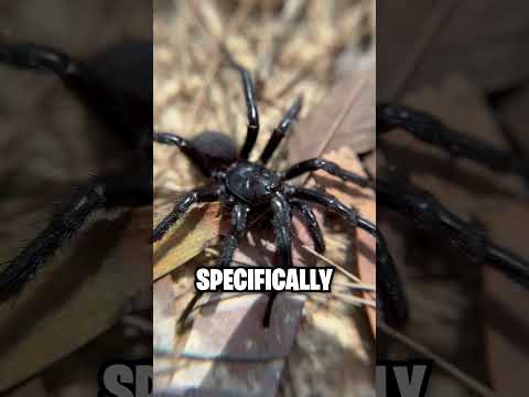 Australia Is Terrifying! 😱