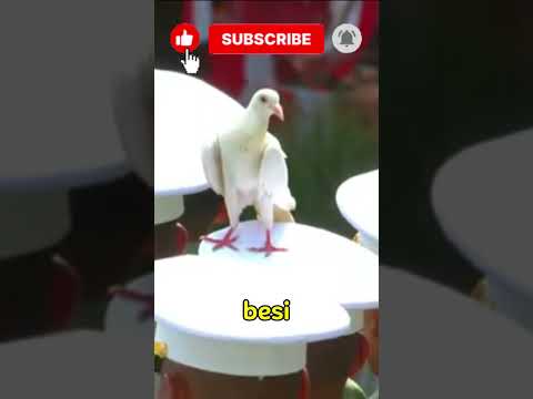 merpati sahabat burung besi #short #shortvideo #viral #shortsviral #merpati