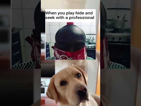 #memes #story #dog #shorts #pets