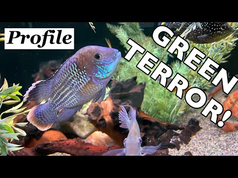 Green TERROR Fish Profile!