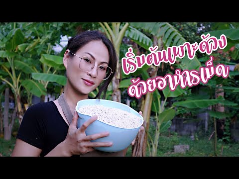 ปล่อยพ่อเเม่พันธุ์ด้วงสาคู-ด้ว ปล่อยพ่อเเม่พันธุ์ด้วงสาคู-ด้ว