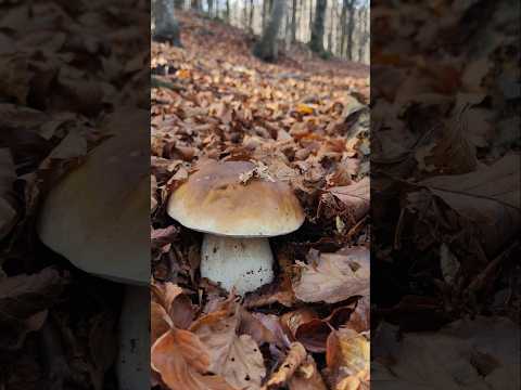 La straordinaria bellezza dei boschi dell'Appennino in Novembre 💚 #funghi #mushroom #nature #fungi