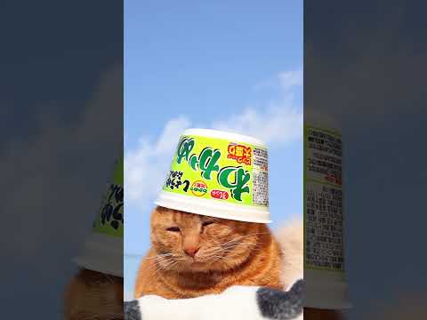 猫の動画サムネイル - ビック わかめしょうゆらーめん　250501　#のせ猫　#ねこ #cat #cute #cutecat #animals #kitten #ネコ #funnycats #猫のいる暮らし