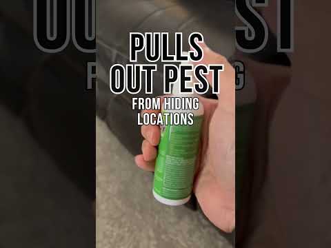 Stop the Flea Infestation Before It Spreads 🐾