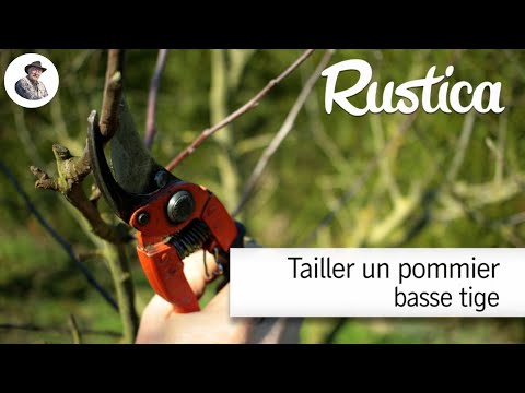 Tailler un pommier basse tige