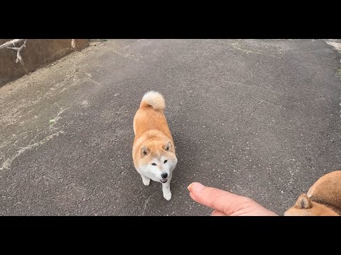 犬の動画サムネイル - え？！アッシもご相伴にあずかっていいんでヤンスか？と低姿勢でやってくるモモさん