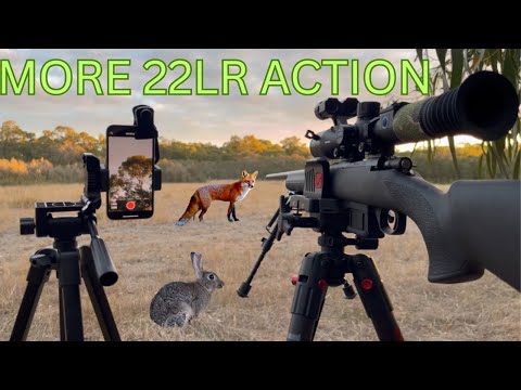 RABBITS AND FOXES ON THE AUSSIE FARM 