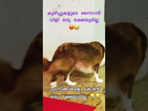 ഹസ്ക്കി is very naughty breed 😂🤣