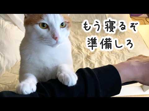 【続】うちの甘えん坊猫が「一緒に寝たい」と誘ってきます