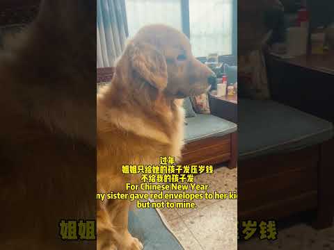过年，姐姐只给自己的孩子发压岁钱，不给我的孩子发 #dog #goldenretriever #goldenretreiver