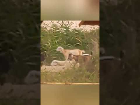 Коза - дереза #животные #animals #shorts