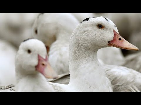 Grippe aviaire : la vaccination obligatoire a débuté dans une exploitation dans le Gers
