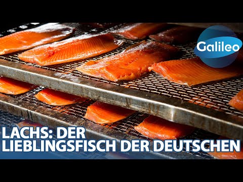 1000Kg Lachs pro Tag! 