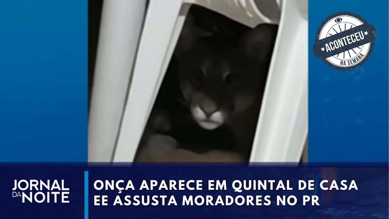 Onça aparece em quintal de casa em Maringá e assusta moradores | Aconteceu na Semana
