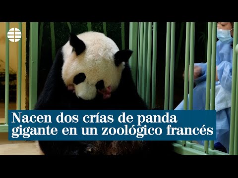 Dos crías hembras de pandas gigantes nacen en un zoo francés
