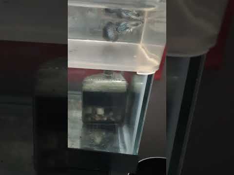 How to train your Dragon?  No, just Blue Dragon Gu 4277 --- How to train your Dragon?  No, just Blue Dragon Guppy!
Don't forget to subscribe, like, com