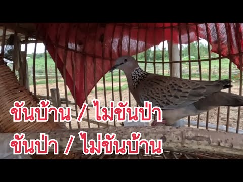 นกเขาใหญ่…ขันบ้านไม่ขันป่าขั