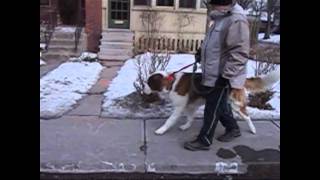 kanaal vis Trekker Loose leash technique with NewTrix dog halter - YouTube