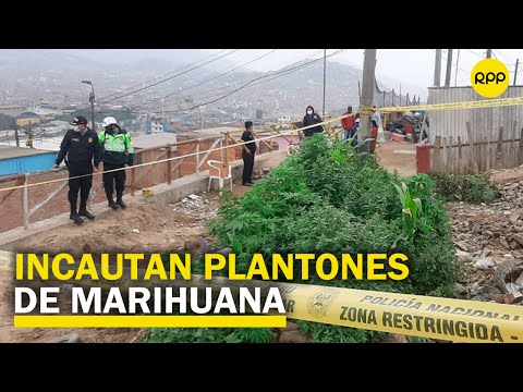 Puente Piedra: Encuentran plantones de marihuana