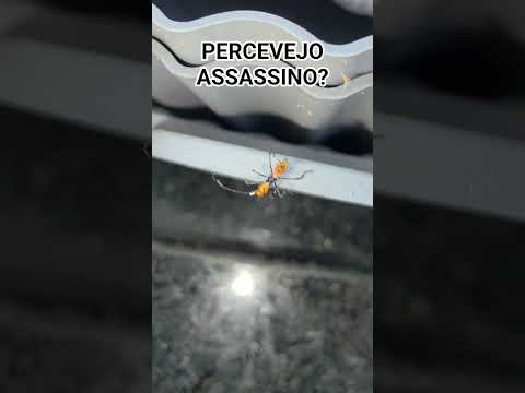 Percevejo assassino🪲? #assasin #bug #insect