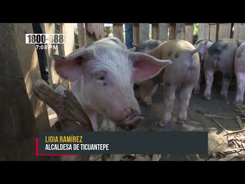 Crecen las granjas porcinas en Nicaragua con la inseminación artificial