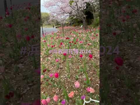 #浜名湖花博2024 奇跡の桜とチューリップのコラボ#浜名湖ガーデンパーク