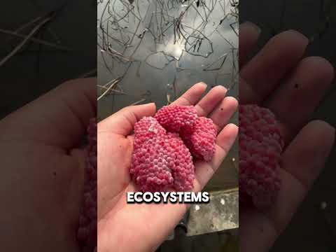 These Pink Eggs Look Innocent But They're Actually Toxic Time Bombs 🤯